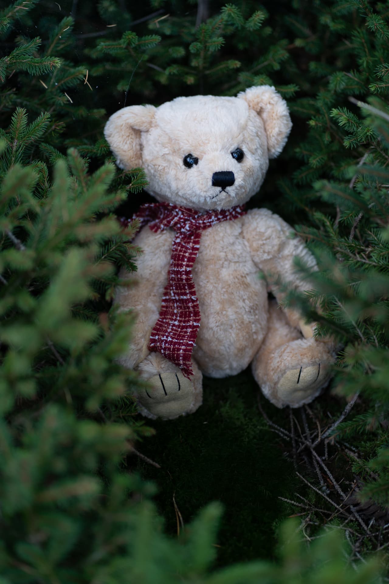 Christmas teddy bear nestled among deep green pines