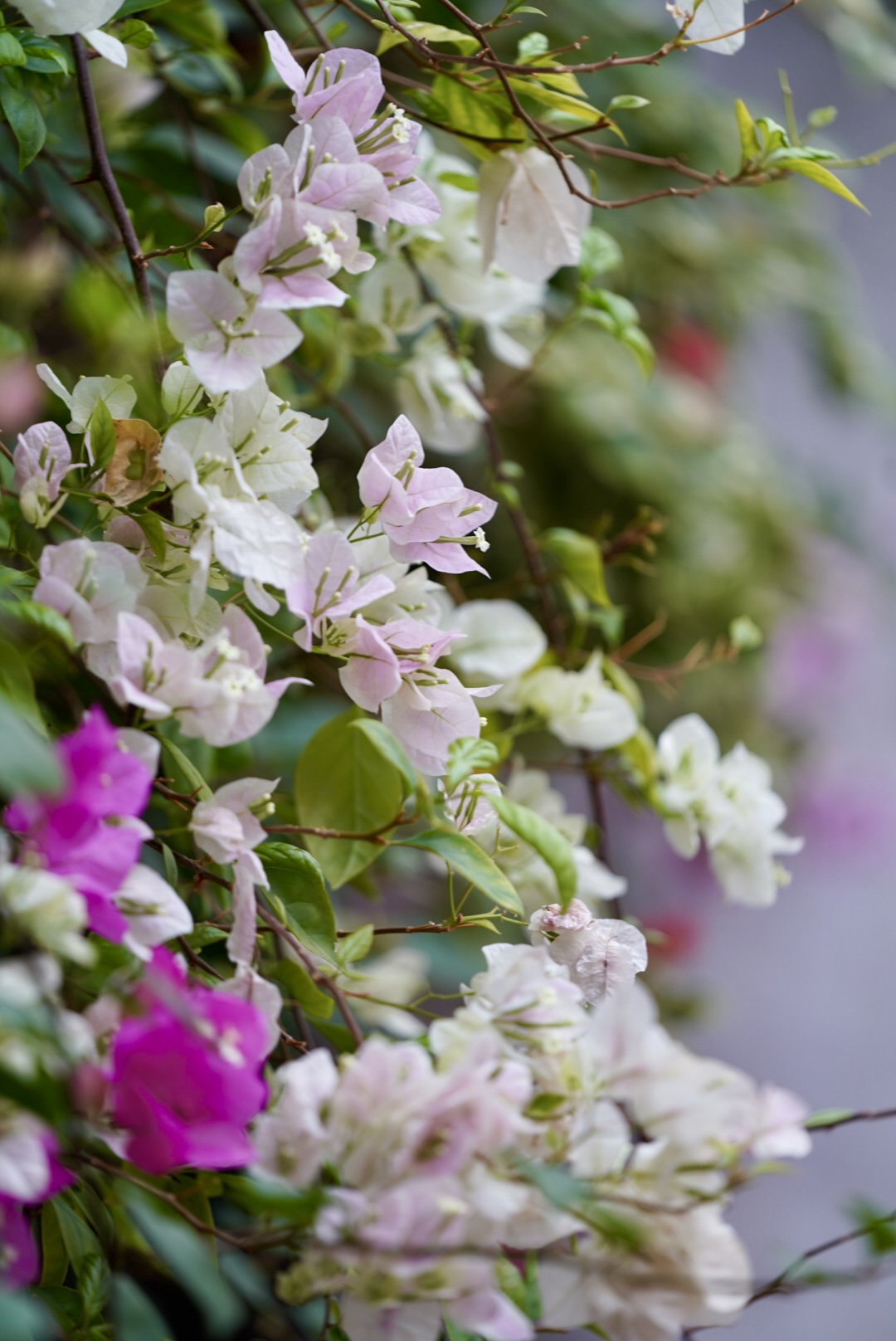 Close-up of white and pink bougainvillea in the courtyard