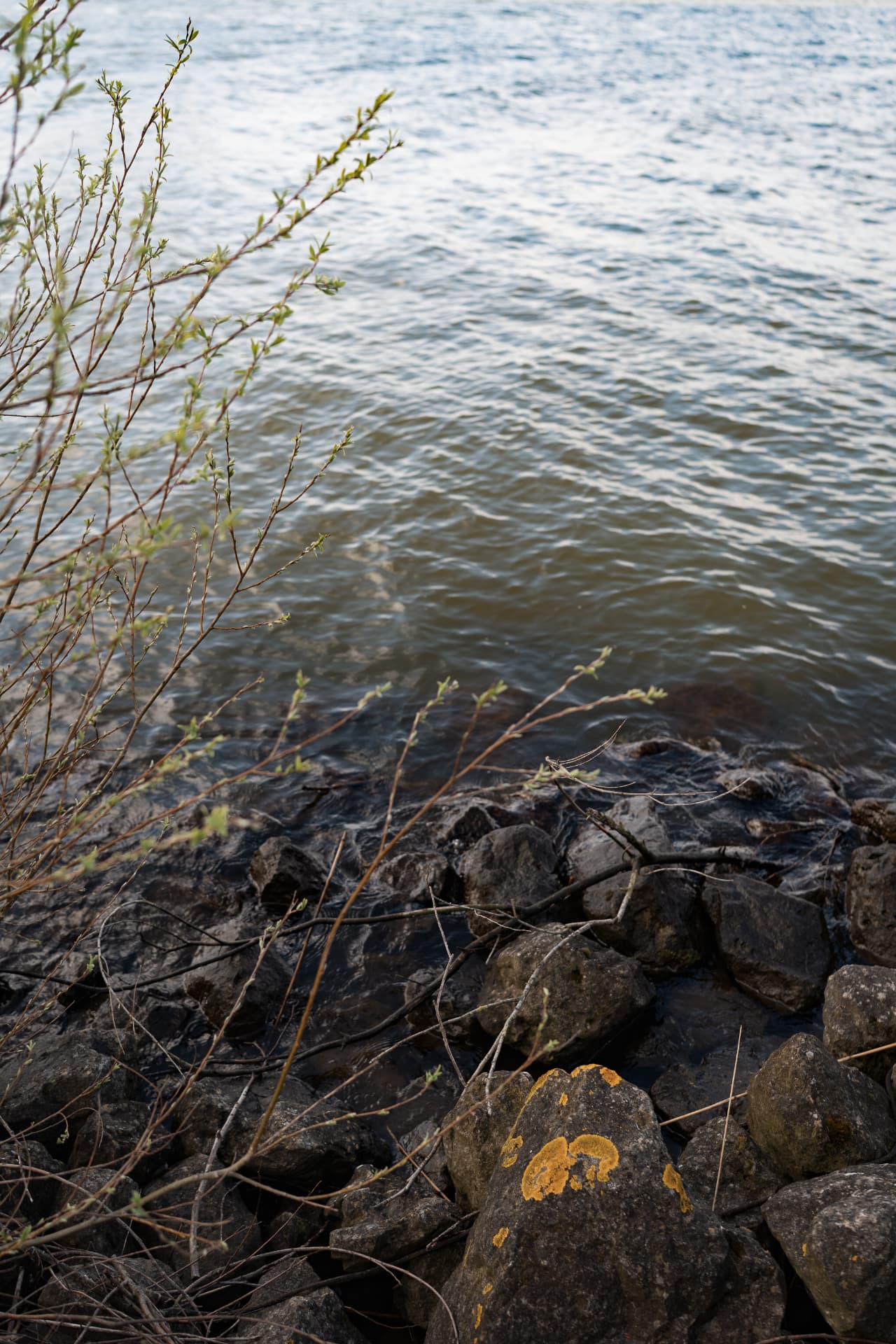 Budding branches over dark stones at the water's edge