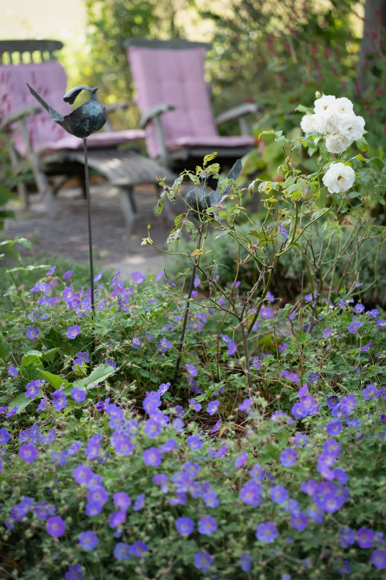 Purple cranesbills and a white rose bush in the garden, wooden chairs beyond