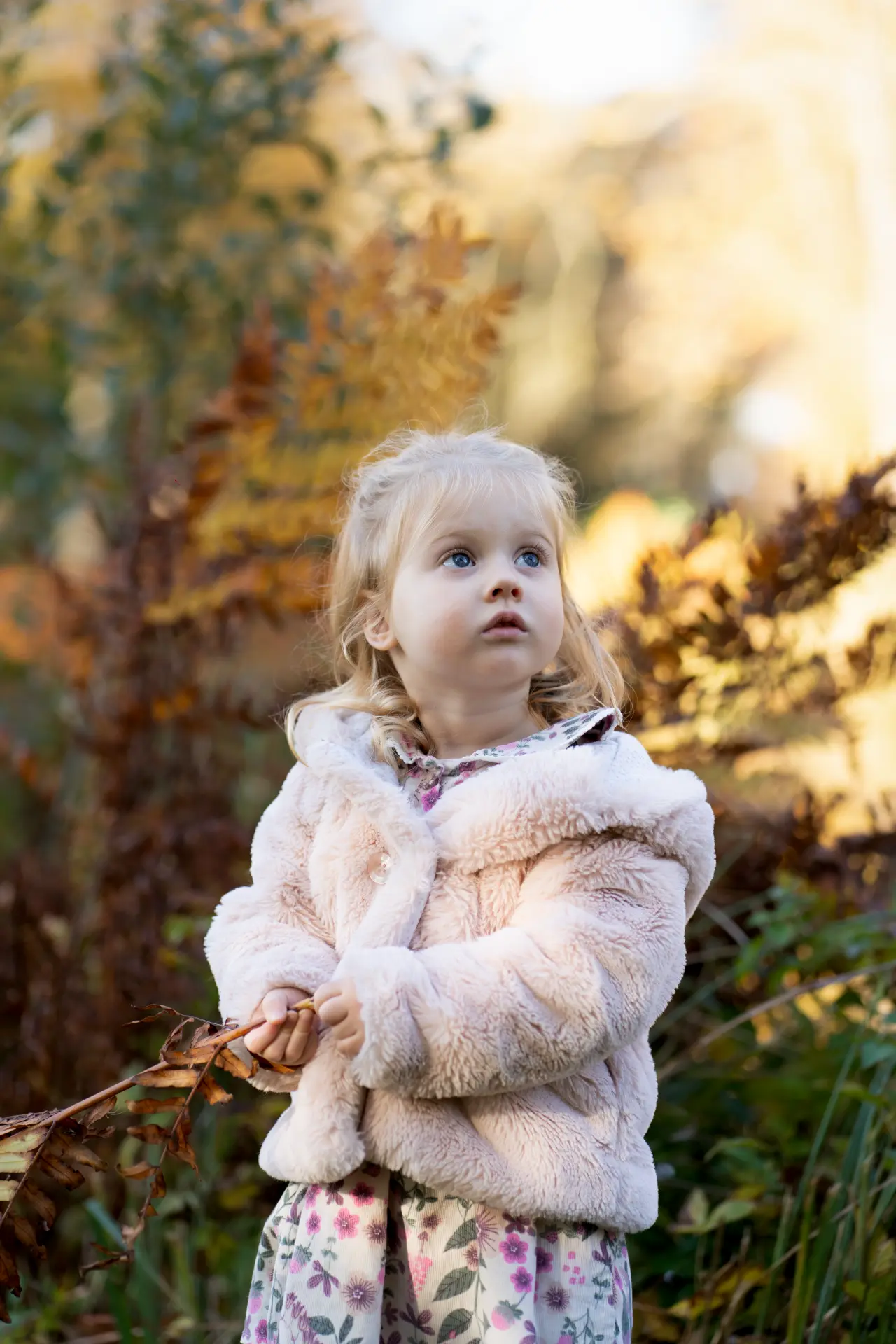 Young girl gazing upward among amber ferns