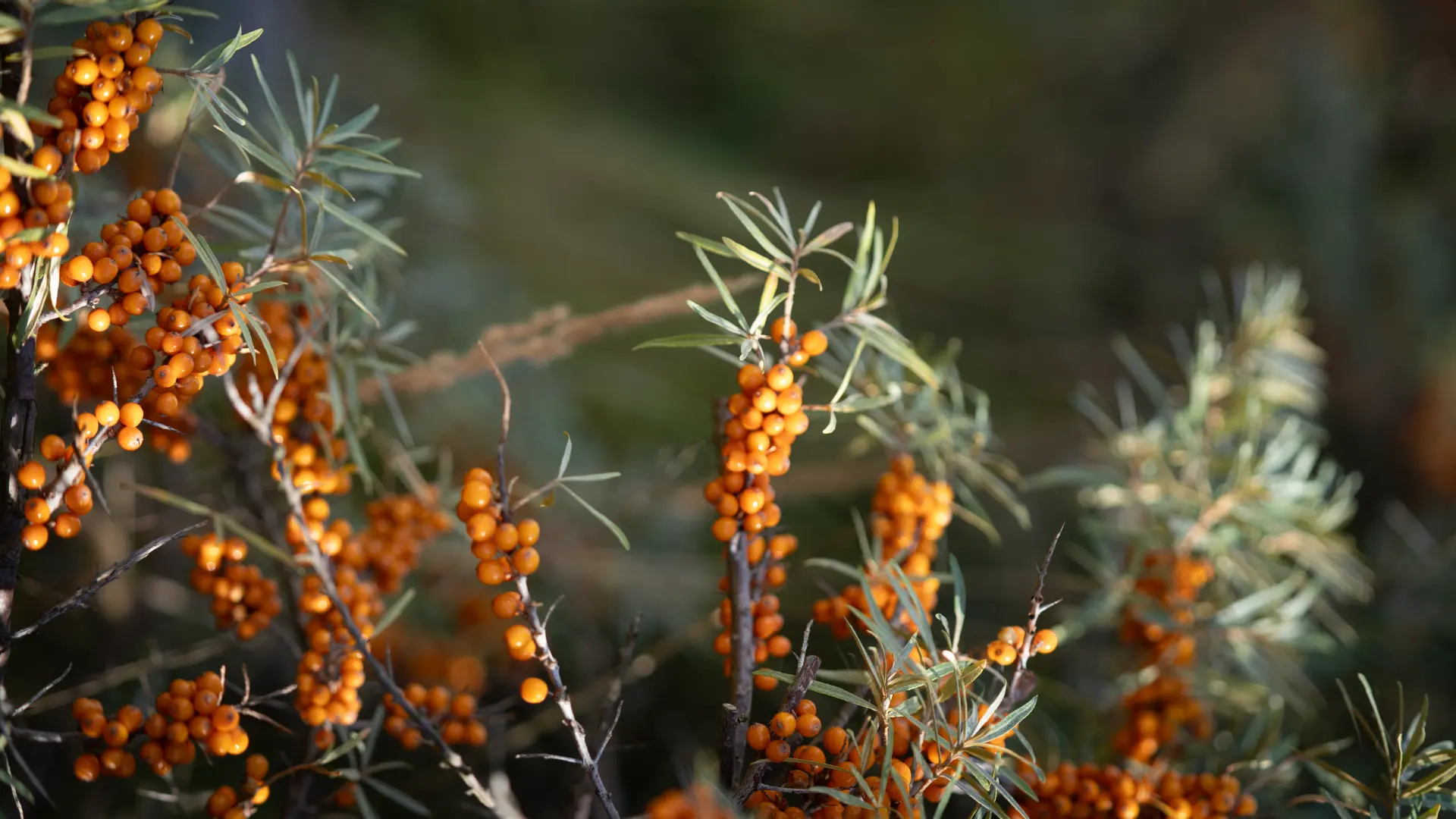 Close study of orange sea buckthorn berries in the dunes