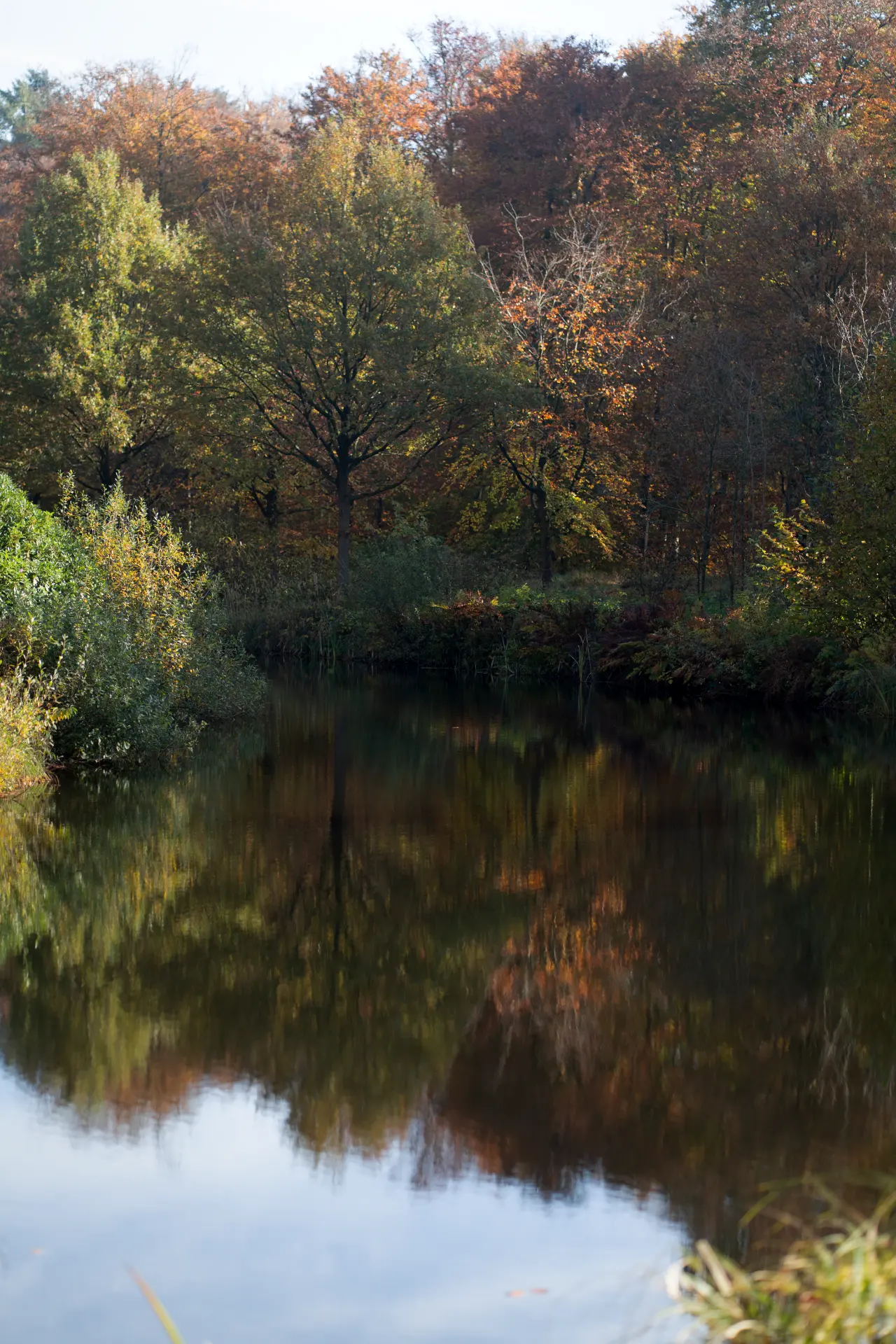 Autumn woodland reflected in a still lake