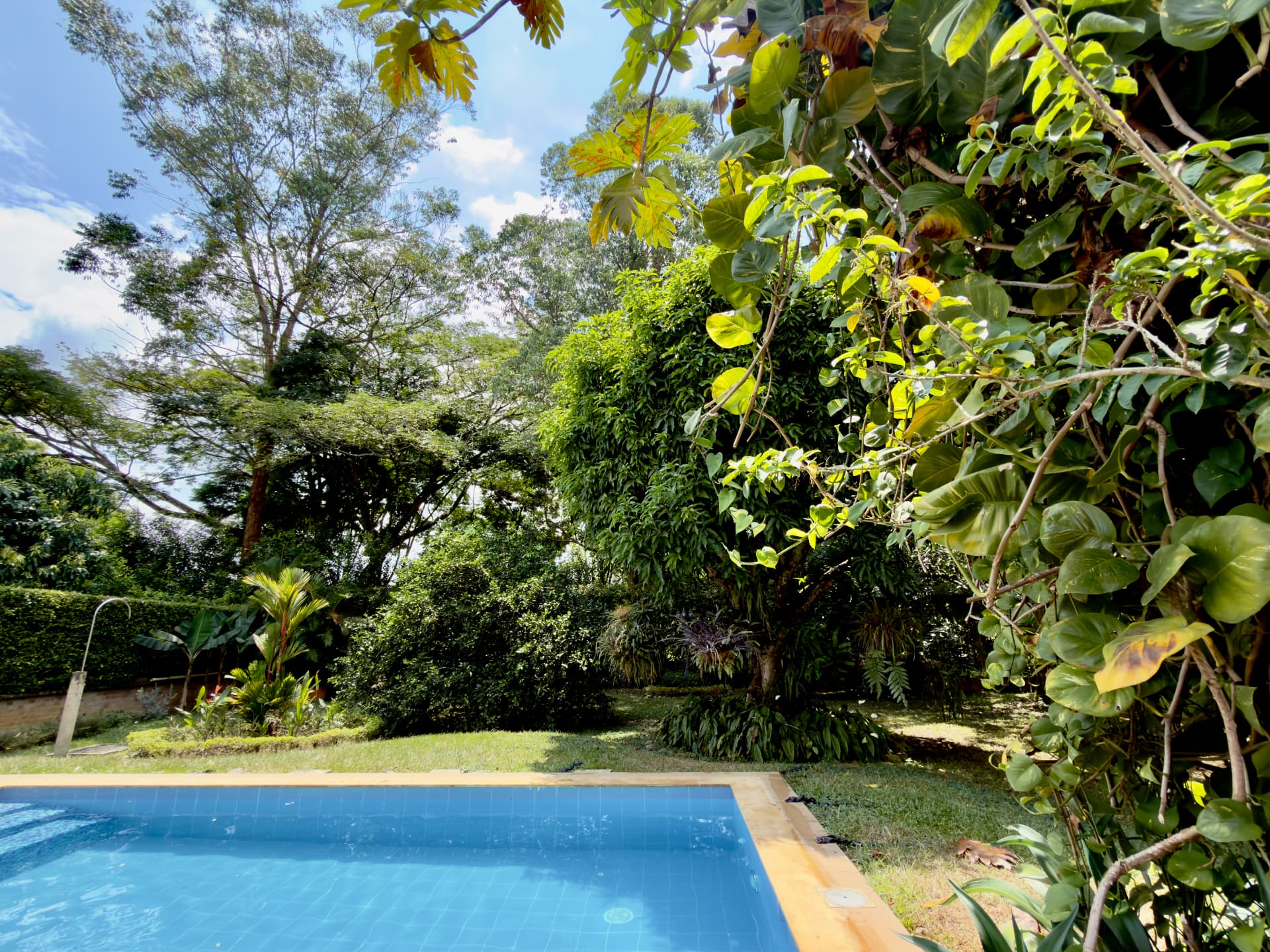 The pool seen through the leaves of the tropical garden
