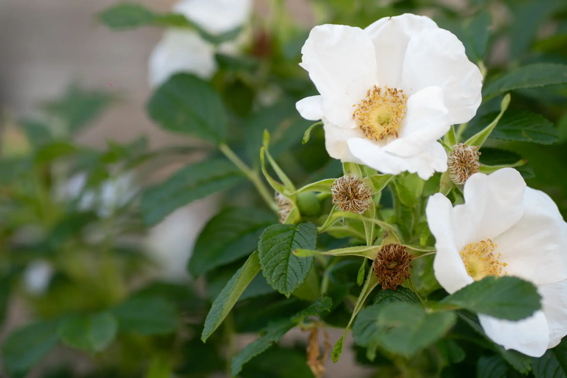 White wild roses among deep green leaves