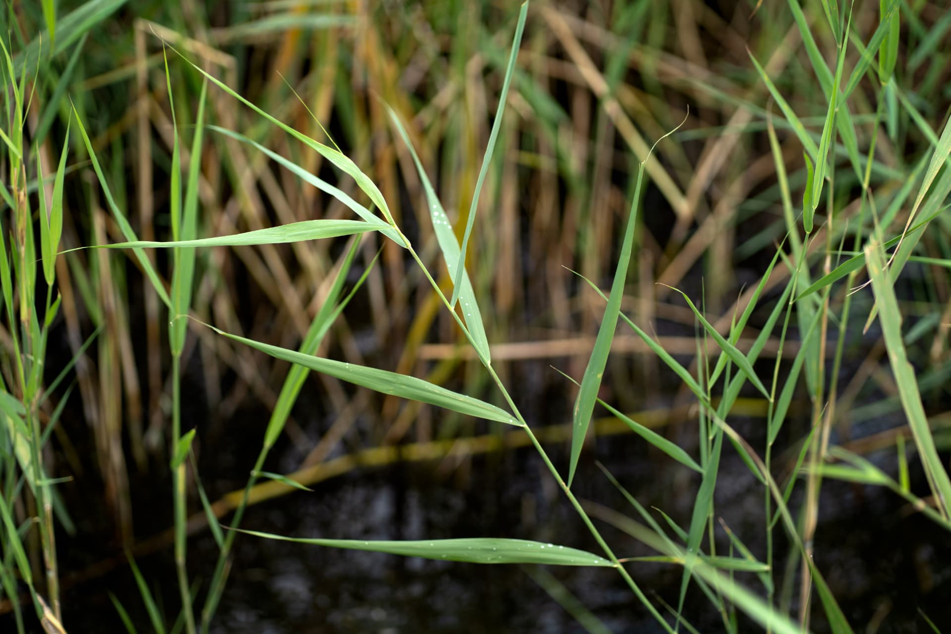 Close study of green reeds over dark water