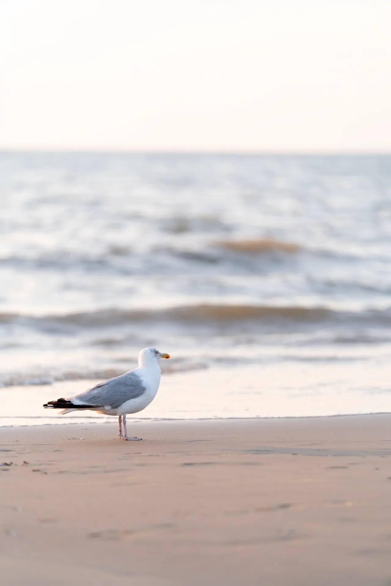 Seagull at the water's edge in soft evening light
