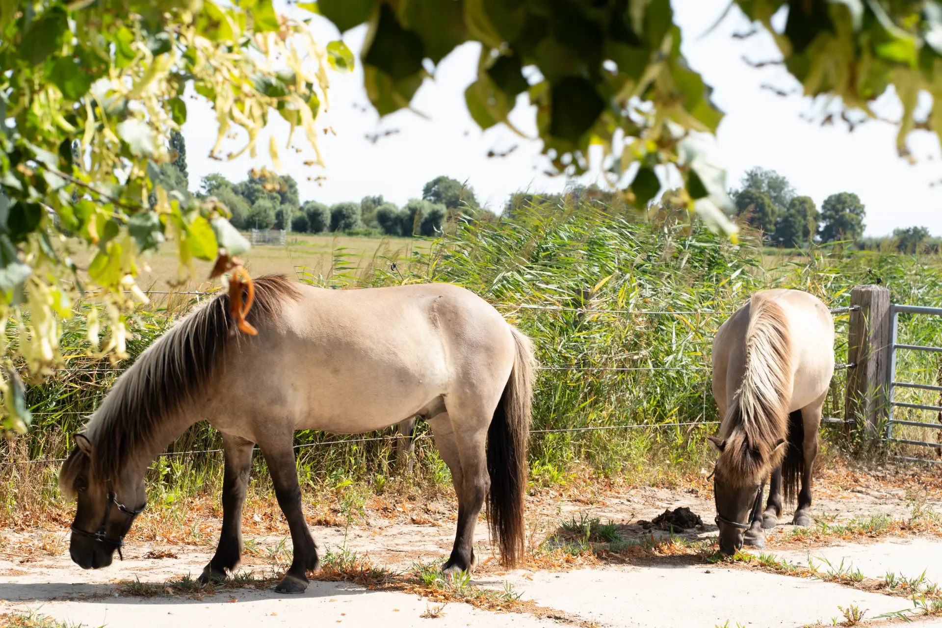 Two dun horses grazing by the fence beneath the lime trees