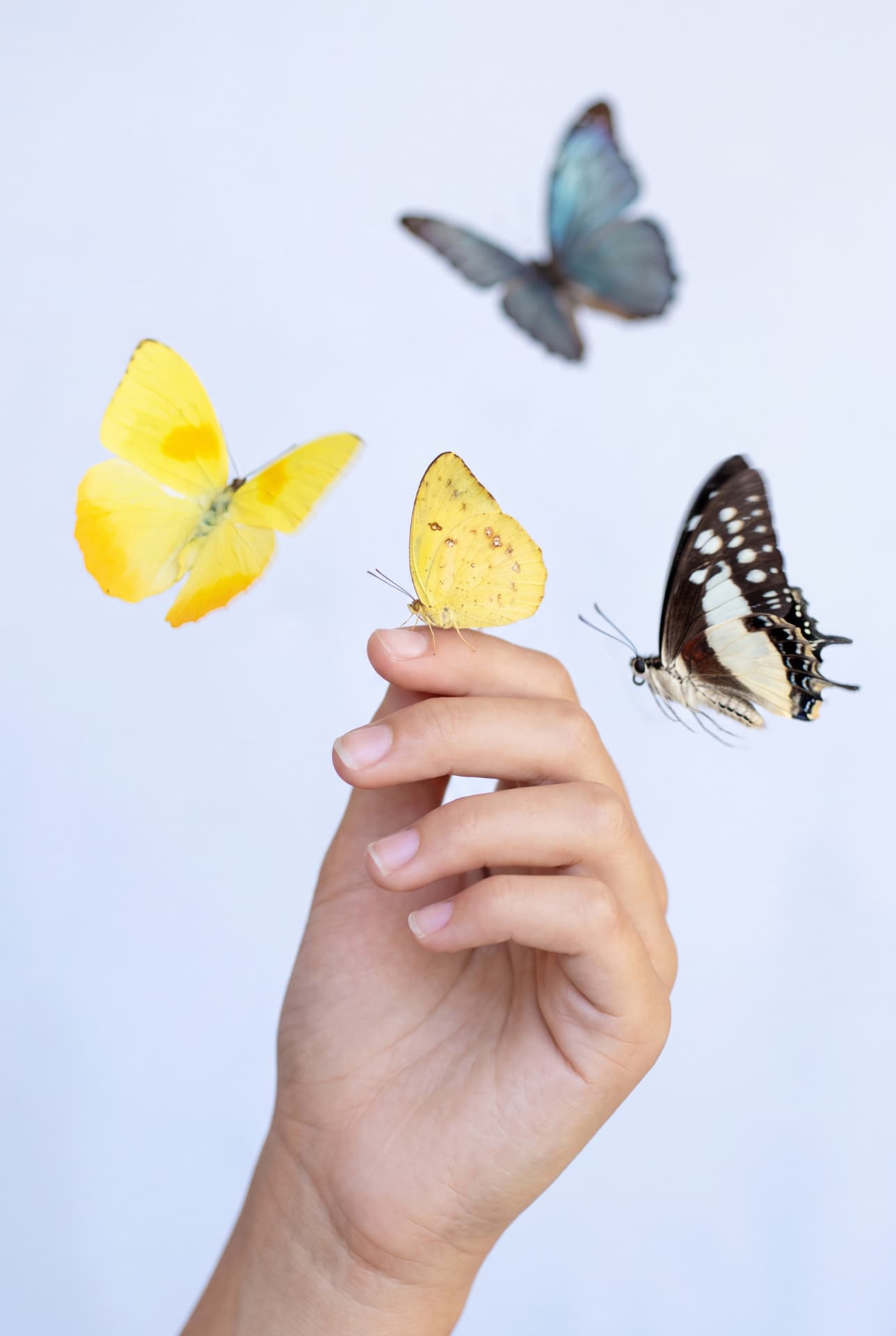 A raised hand with yellow and dark butterflies in flight around it