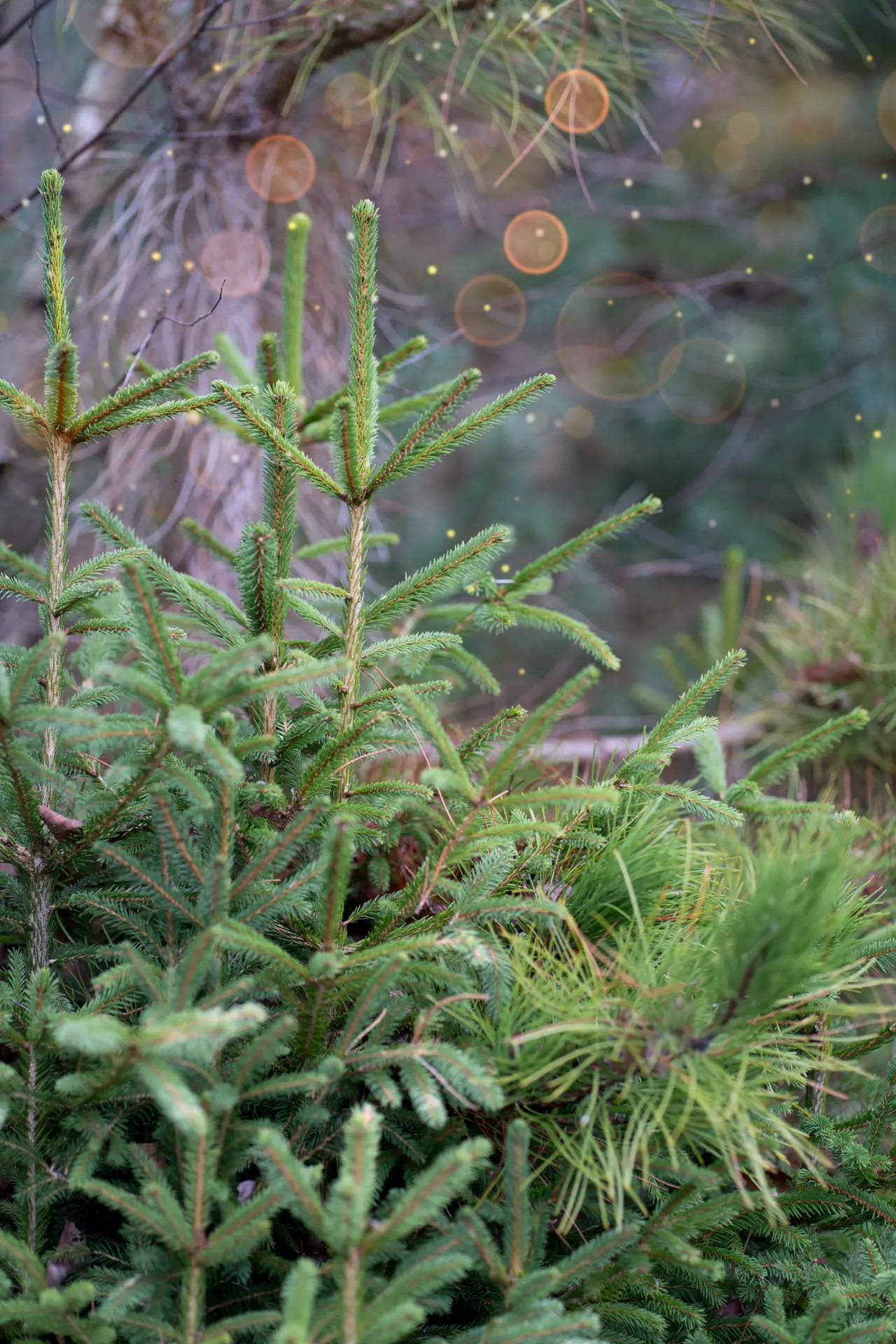 Young pine trees sparkling with Christmas lights