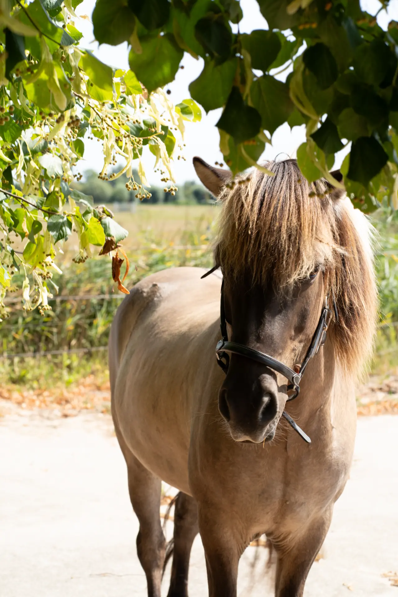 A horse standing in the shade of the lime trees