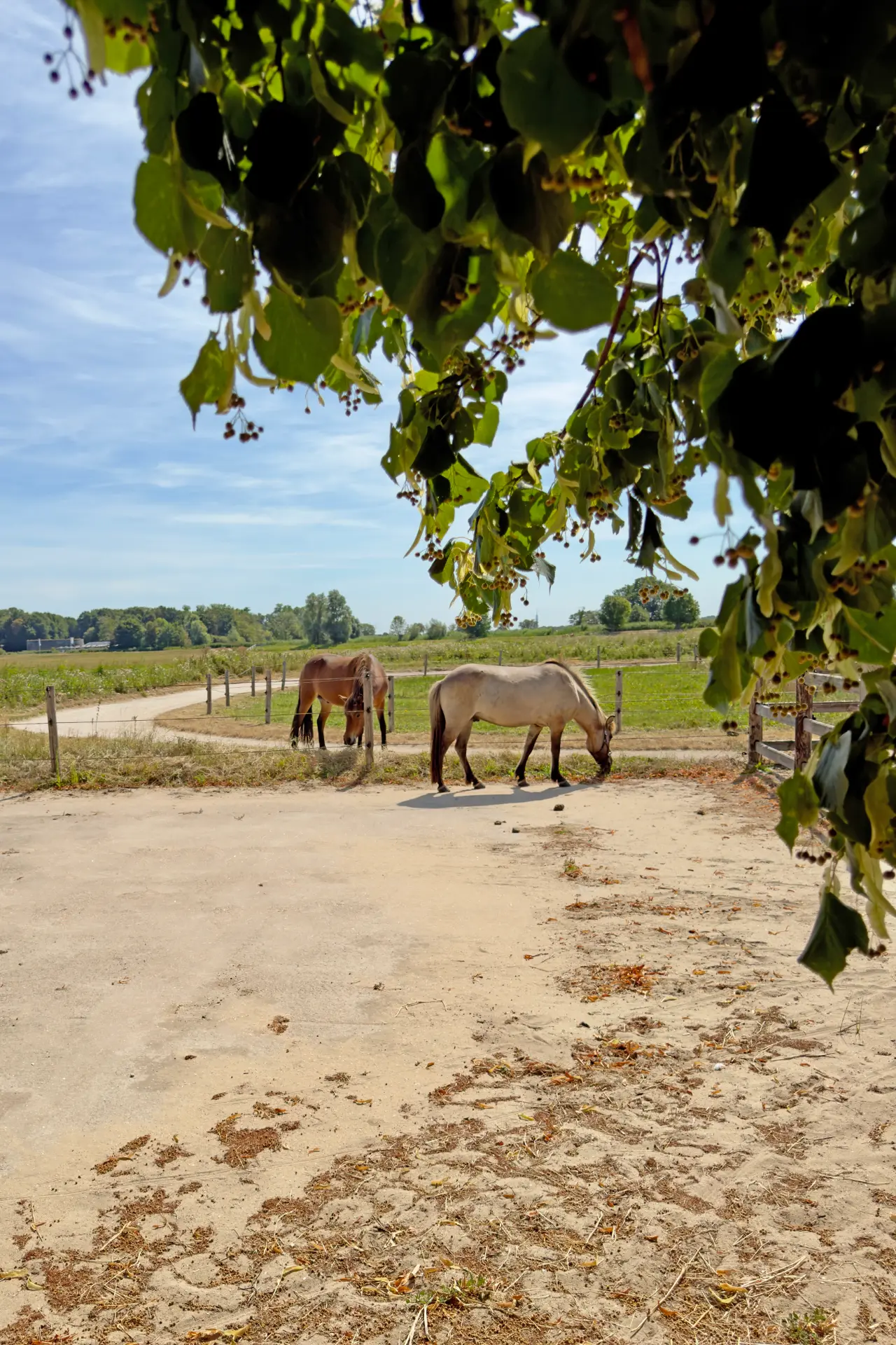 Two horses grazing in the meadow beyond the garden