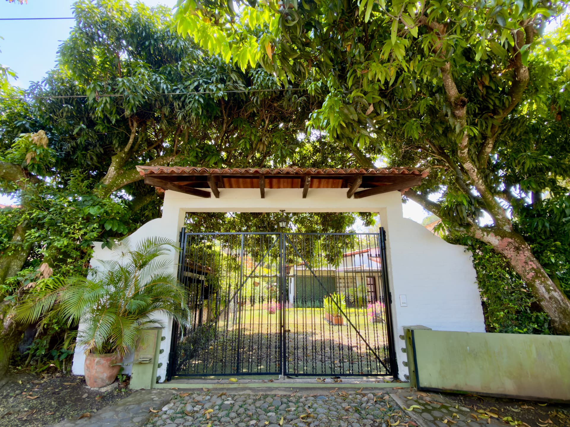 Black wrought-iron entrance gate beneath a flowering mango tree